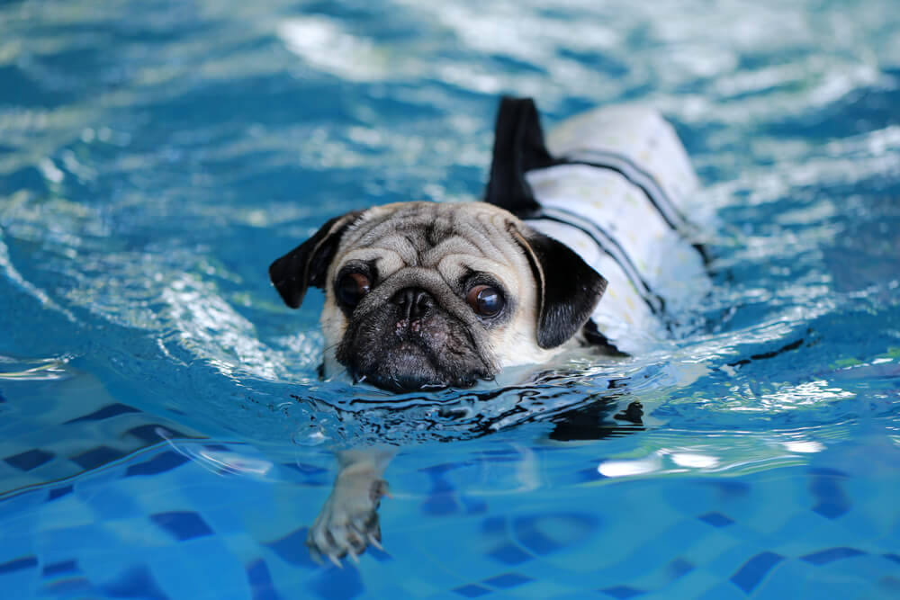 Hydrotherapy for pets