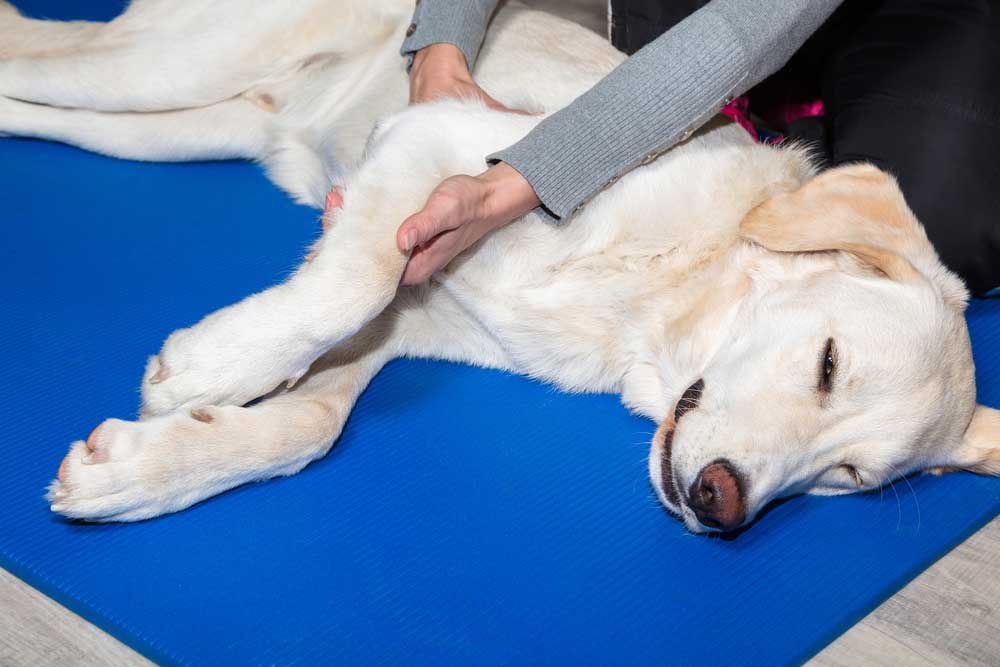 Pet Physical Therapy